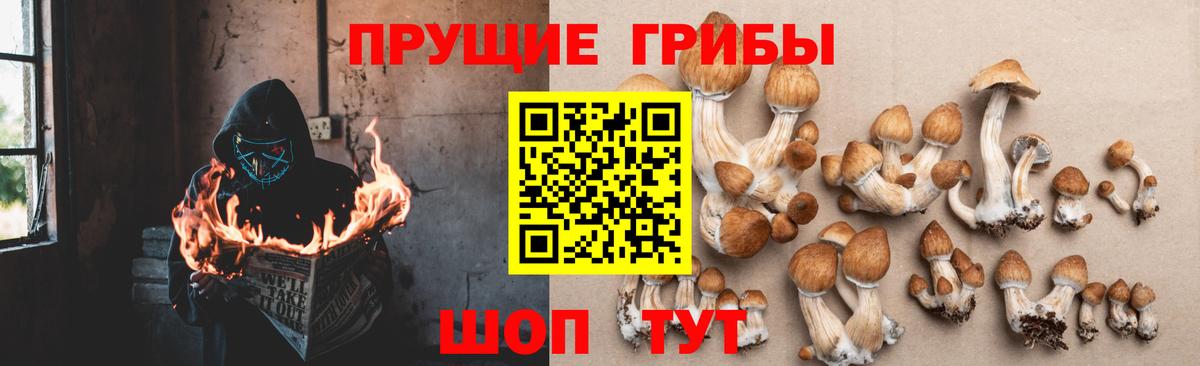 Псилоцибиновые грибы мицелий Аша